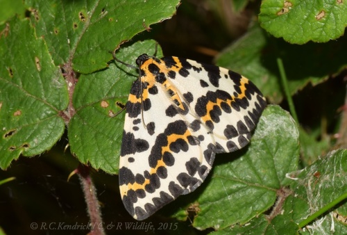 Magpie Moth