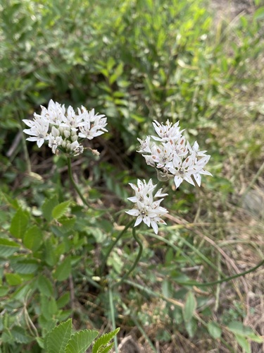 branchy onion