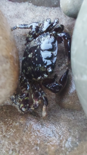 Marbled Crab