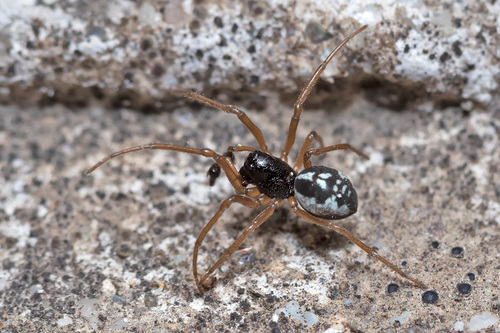 Pachygnatha degeeri