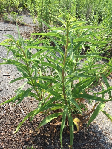 northern seaside goldenrod