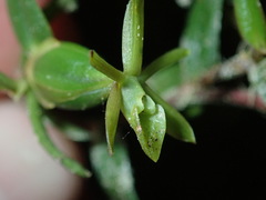 Image of Epidendrum repens