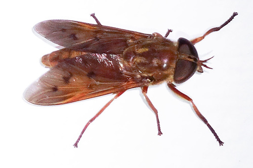 Tabanus johnsoni