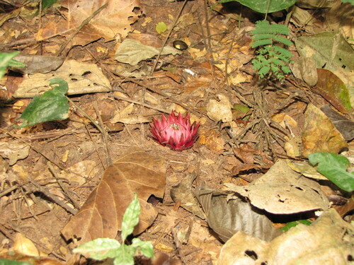 Balanophoraceae image