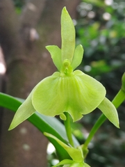 Image of Epidendrum difforme