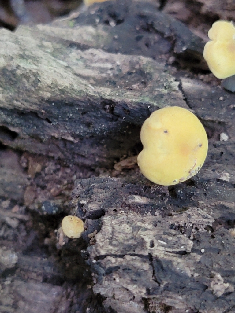 Olive Lute from Bloomington, IN, USA on July 24, 2022 at 0900 AM by