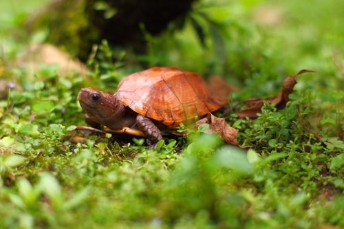 Cuora mouhotii mouhotii
