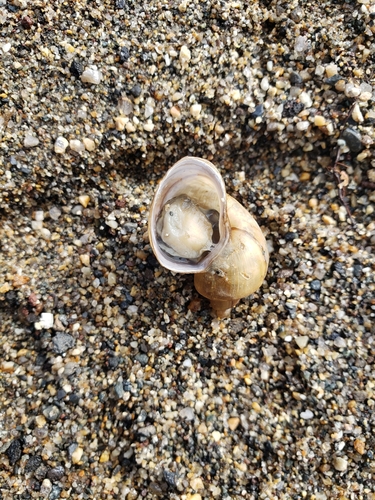 Frigid Pond Snail