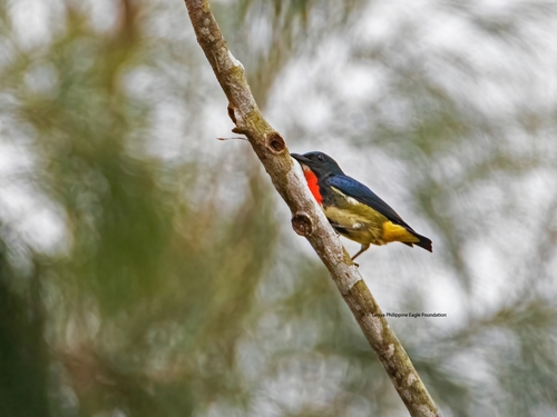 Fire-throated Flowerpecker