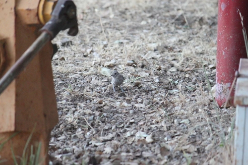 iNaturalist observation photo of Oak Titmouse