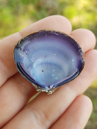 Purple-Nacre Clam