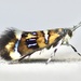Oecophorinae - Photo (c) Paul Judson, all rights reserved, uploaded by Paul Judson