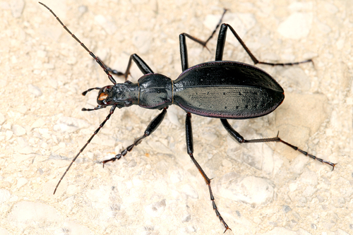 Carabus creutzeri Fabricius, 1801