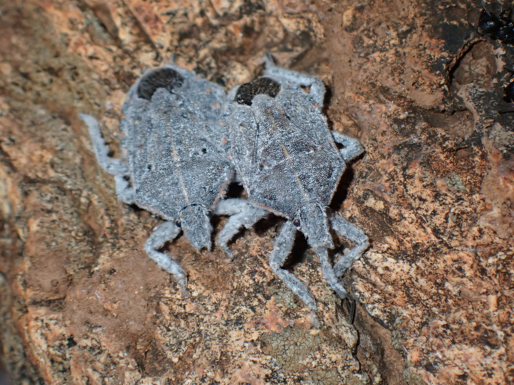 Pseudatelus Raptorius Pseudatelus notatipennis from Southern DC, South Africa on June 10 ...