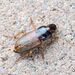 Harpalus pallidipennis - Photo (c) jiangyou, all rights reserved, uploaded by jiangyou