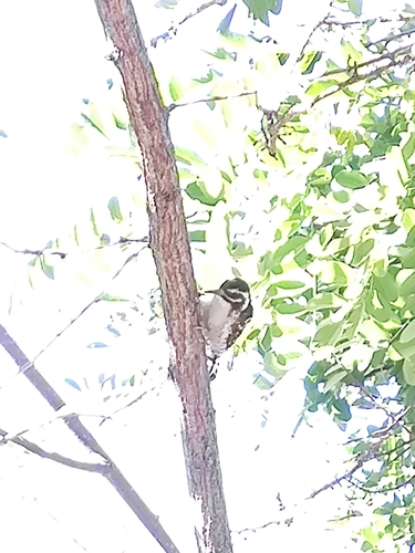 iNaturalist observation photo of Nuttall's Woodpecker