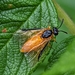 Rose Sawfly - Photo (c) Ben Keefe, all rights reserved, uploaded by Ben Keefe