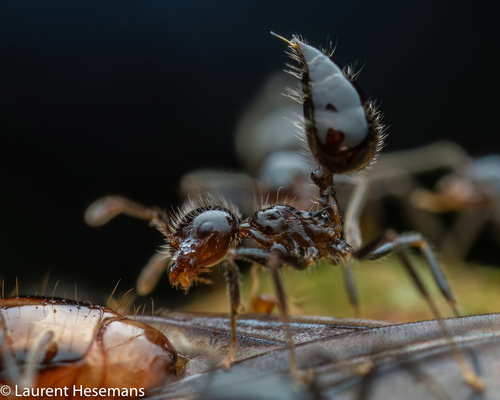 Crematogaster brasiliensis