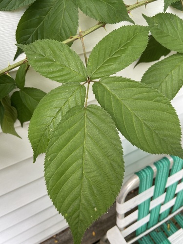 Watauga River blackberry (Rubus immanis)