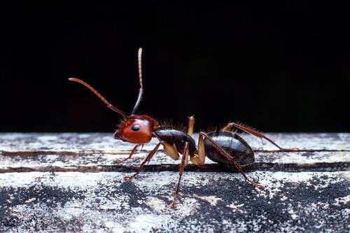 Camponotus bugnioni · iNaturalist