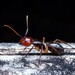 Camponotus bugnioni - Photo (c) Felipe Toro, כל הזכויות שמורות, הועלה על ידי Felipe Toro