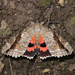 Marbled Underwing - Photo (c) Kyle Warnecke, all rights reserved, uploaded by Kyle Warnecke