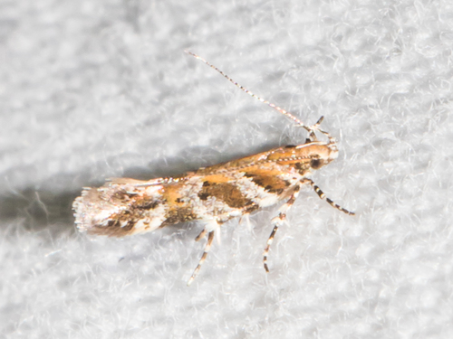 Aristotelia lespedezae Braun, 1930