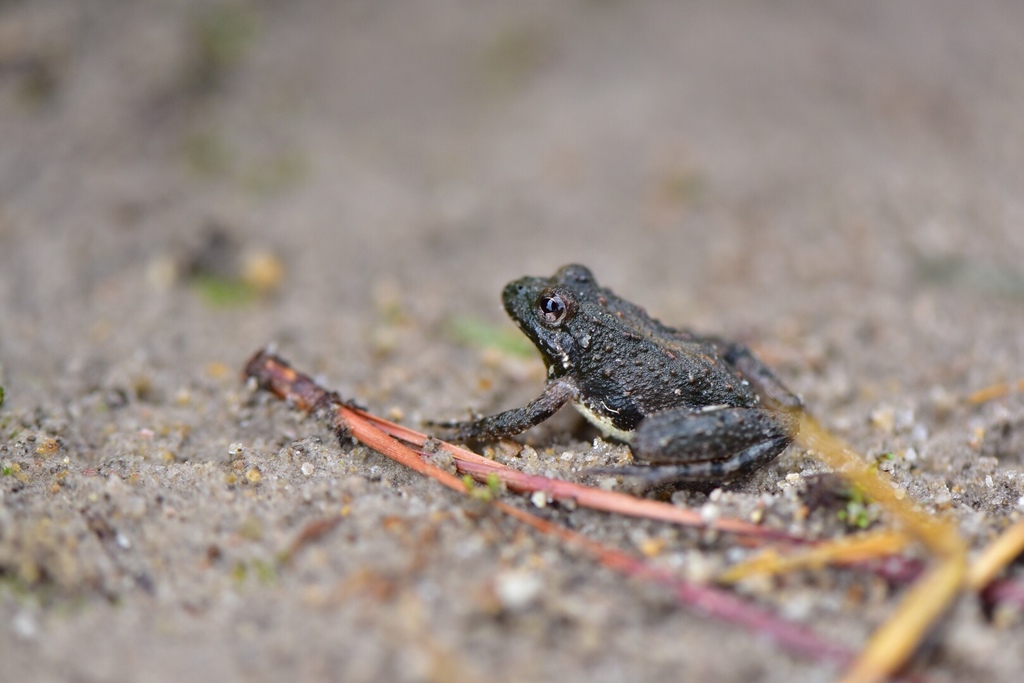 Northern Cricket Frog from 224 Saylor Ridge Ln, Willow Spring, NC, US ...