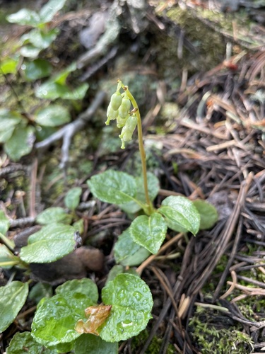 Orthilia secunda (L.) House