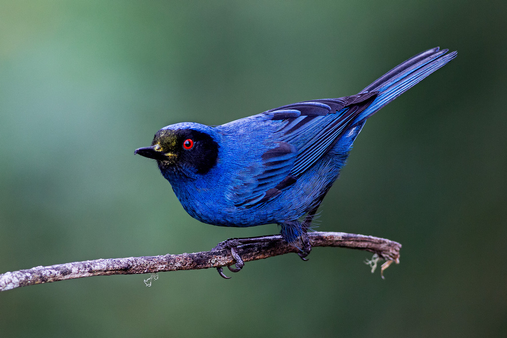 Masked Flowerpiercer (Diglossa cyanea) photo