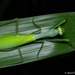 Formosan Giant Mantis - Photo (c) Janus Olajuan Boediman, all rights reserved, uploaded by Janus Olajuan Boediman