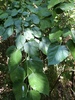 Morus alba × rubra - Photo (c) Samuel Brinker, all rights reserved, uploaded by Samuel Brinker