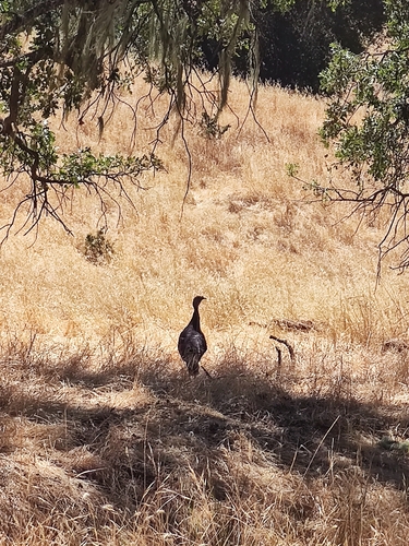 iNaturalist observation photo of Wild Turkey