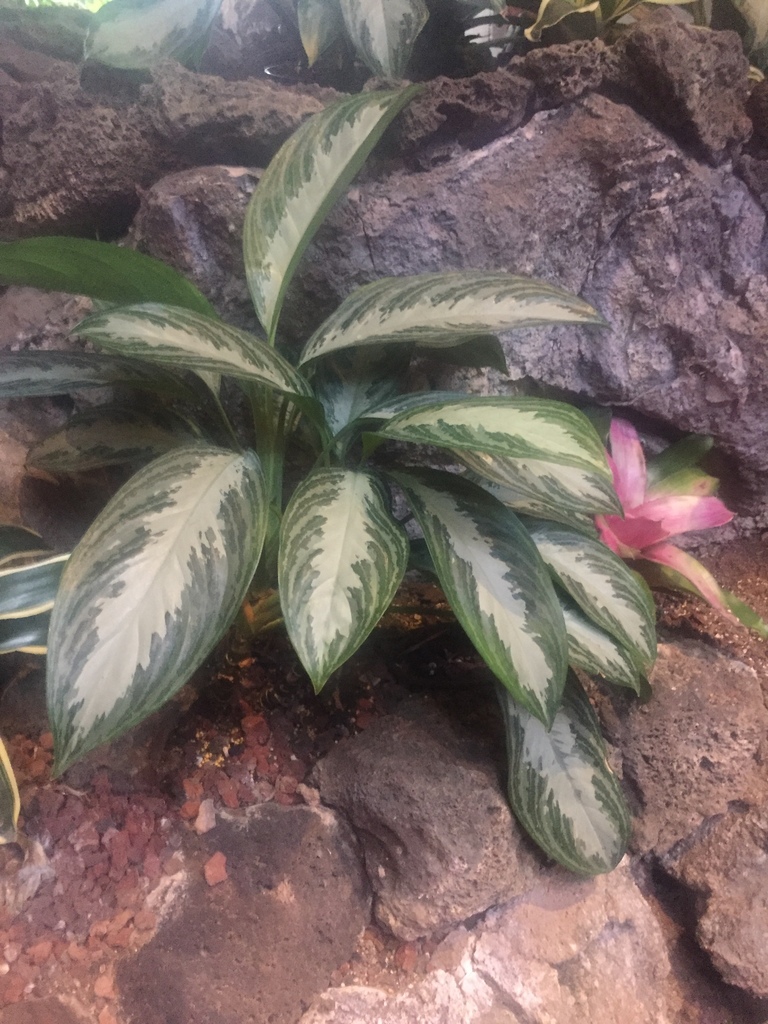 Phú quý (Aglaonema hybrid)