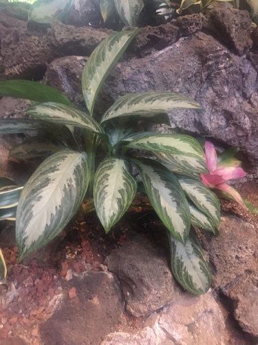 Silver Bay Chinese Evergreen