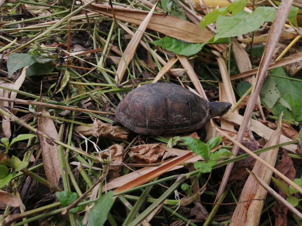 White-lipped Mud Turtle from Puerto Quito on June 23, 2021 at 09:59 AM ...