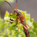 Necydalis cavipennis - Photo (c) Jessie Knowlton, todos los derechos reservados, subido por Jessie Knowlton