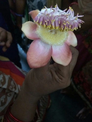 Cannonball Tree