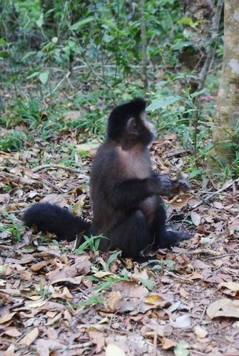 Black capuchin