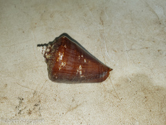 Lobatus peruvianus image