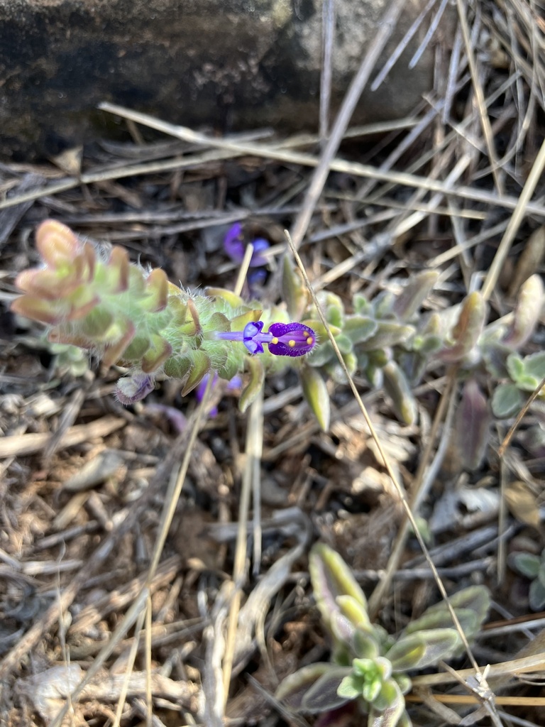 Coleus lasianthus from Kruger National Park, Musina, LP, ZA on July 20 ...