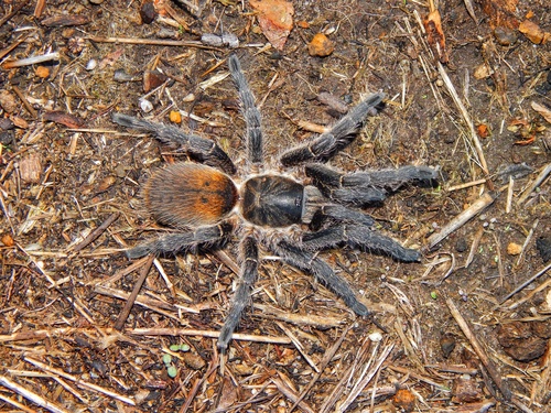 Harpactira chrysogaster