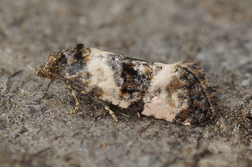 Ragwort crown-boring moth