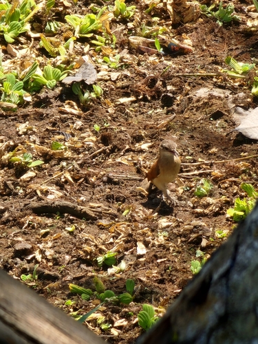 Lesser Hornero