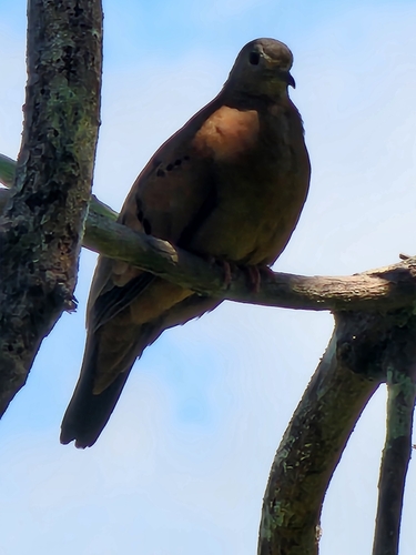 Ruddy Ground Dove