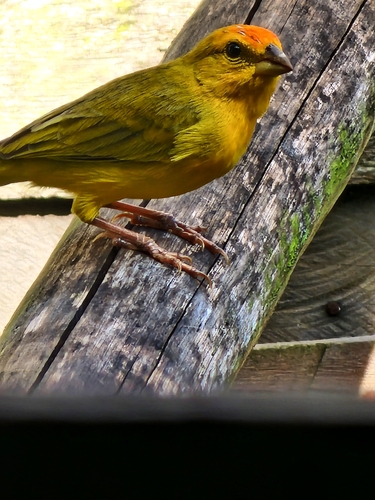 Orange-fronted Yellow-Finch