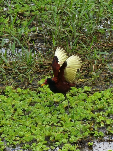 Wattled Jacana