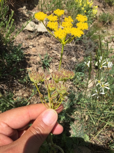 Leiotulus dasyanthus