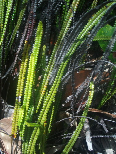 Stromatopteris moniliformis