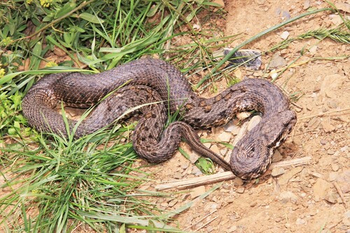 Kurdistan Viper (Subspecies Montivipera raddei kurdistanica) · iNaturalist